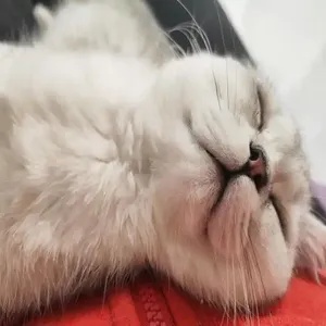 小羊喵的舌尖魔法：助眠的秘密
